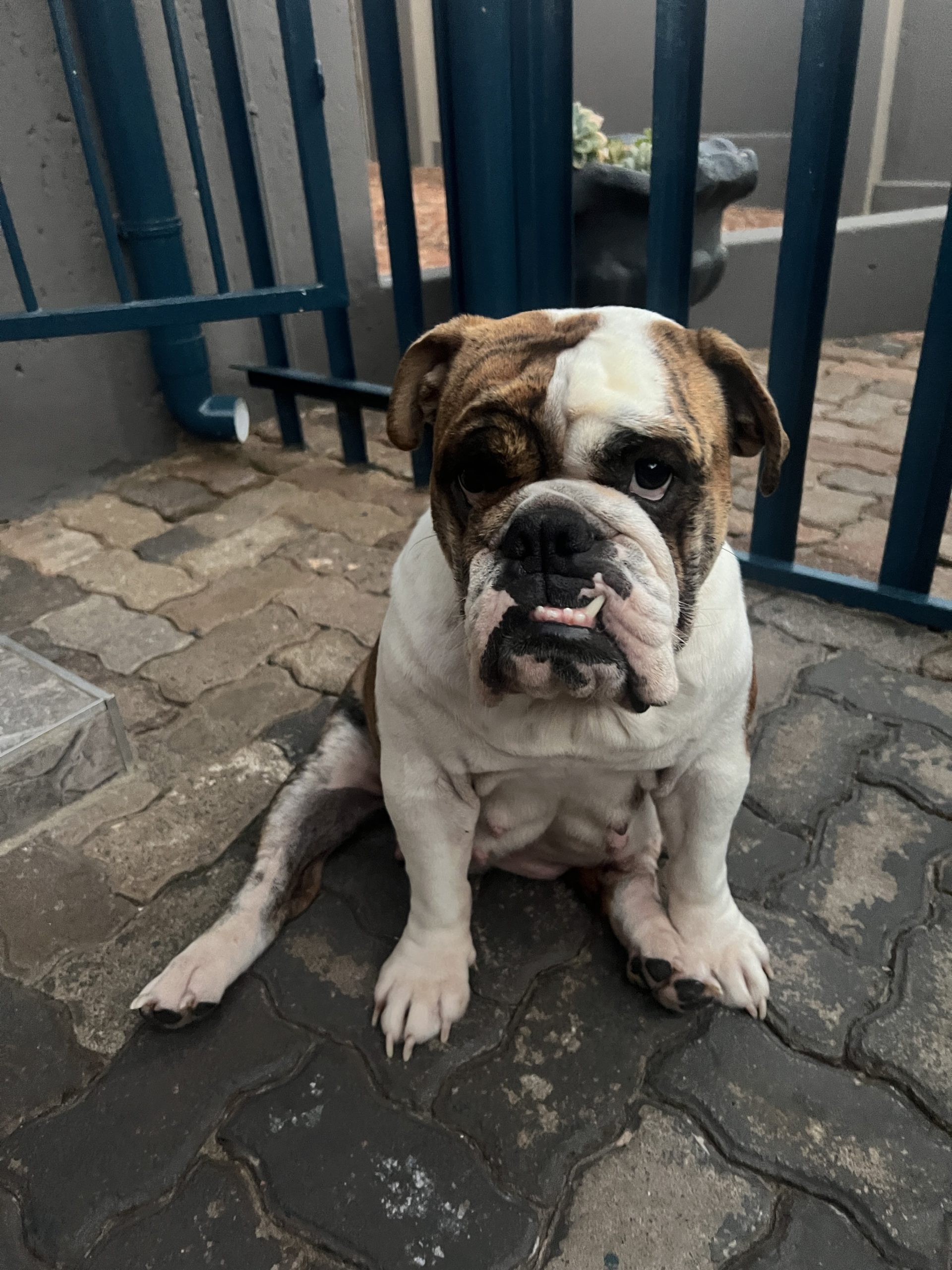 English Bulldog - lifelong support from JC Royal English Bulldog Breeder