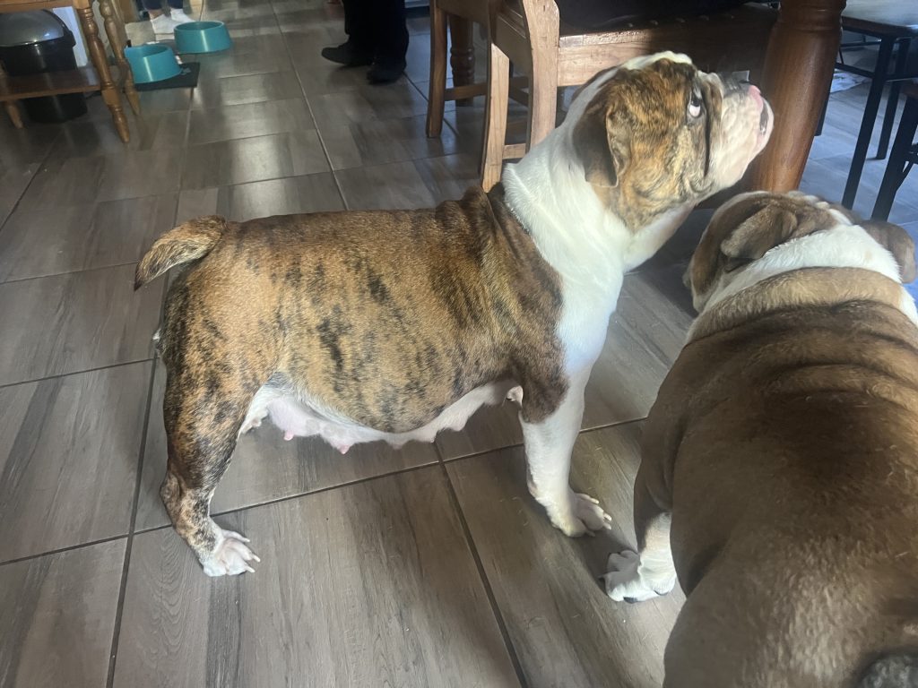 English Bulldogs indoors - get in touch with CJ English Bulldog Breeder