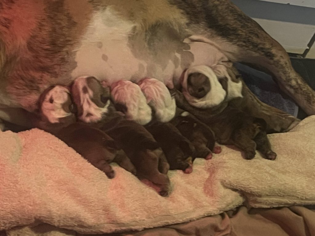 Newborn English Bulldog puppies - about CJ English Bulldog Breeder