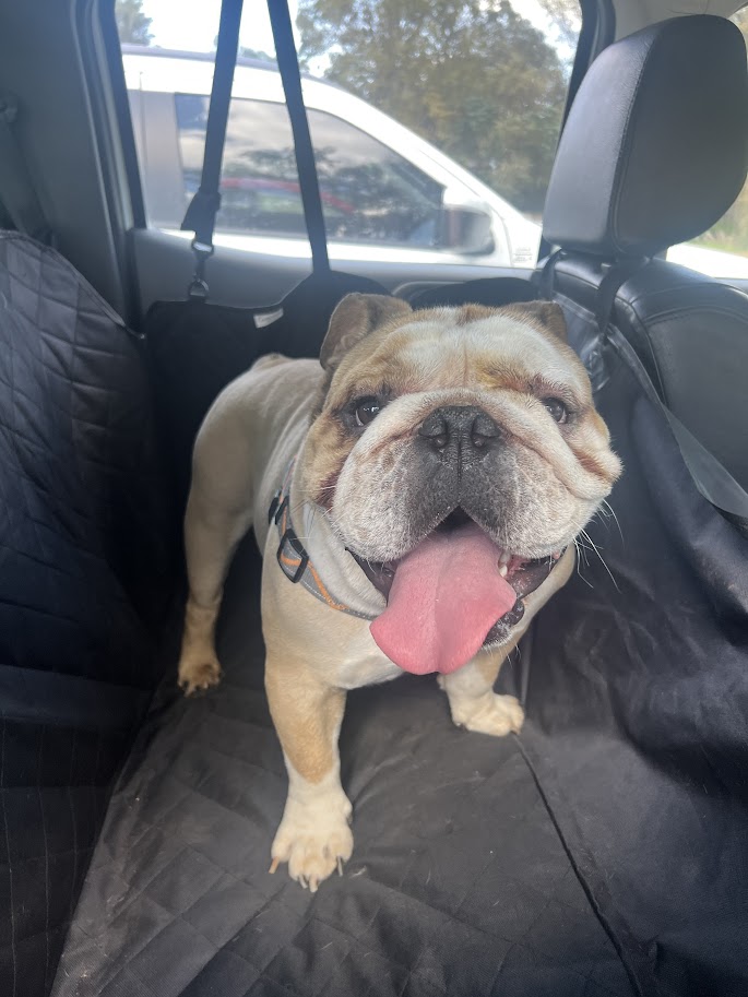 English Bulldog stud dog available at JC Royal English Bulldog Breeder in Gauteng