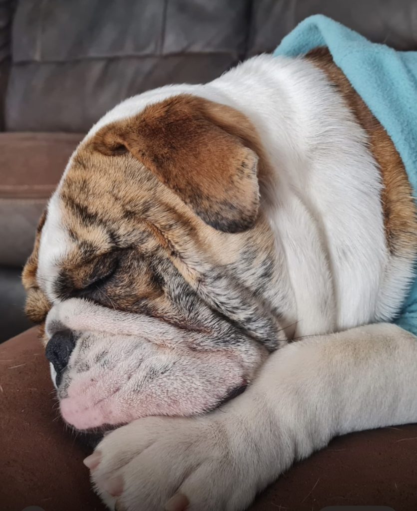 Sleepy English Bulldog - CJ English Bulldog Breeder services in Gauteng