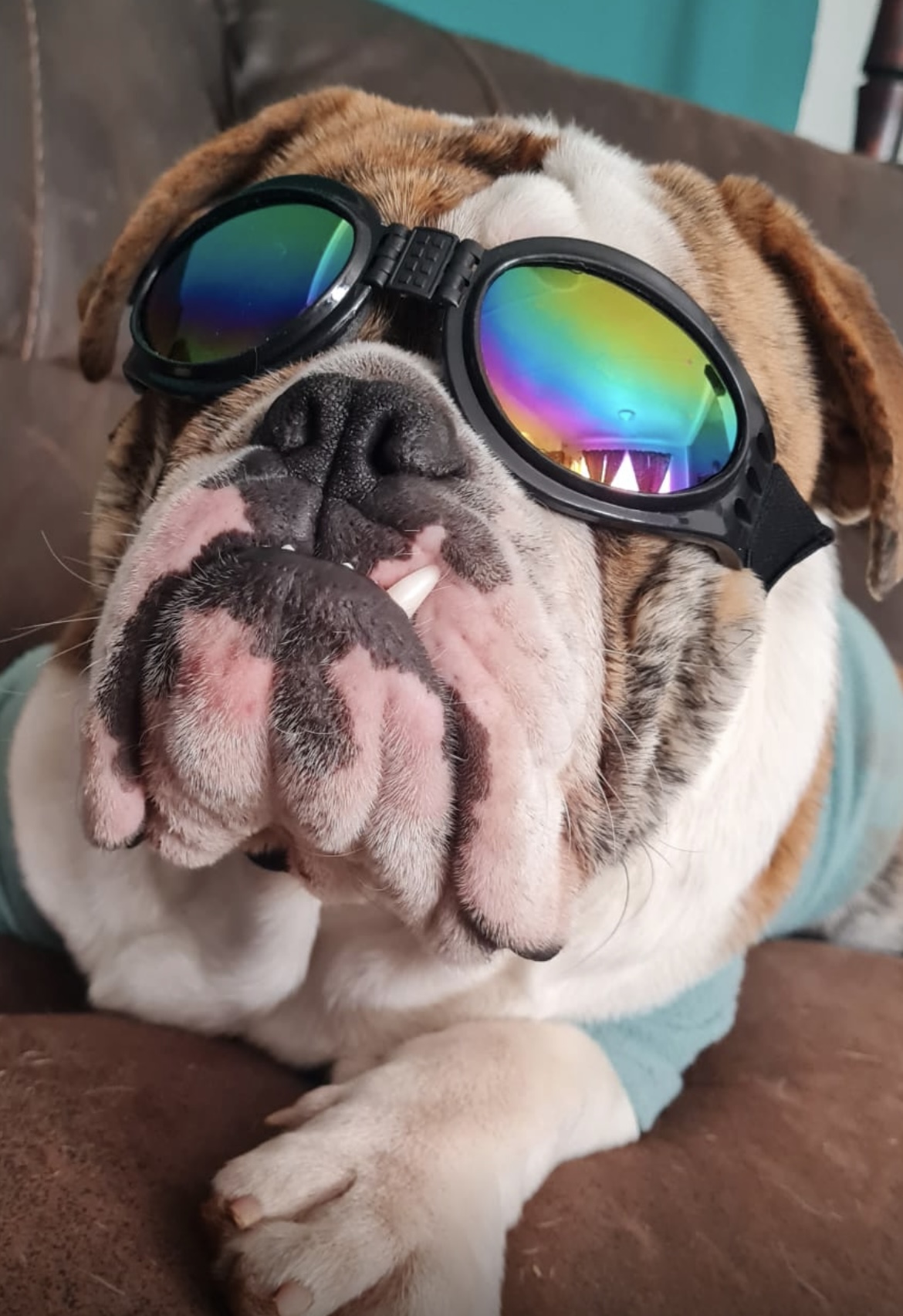 Happy healthy English Bulldog -JC Royal English Bulldog Breeder health care