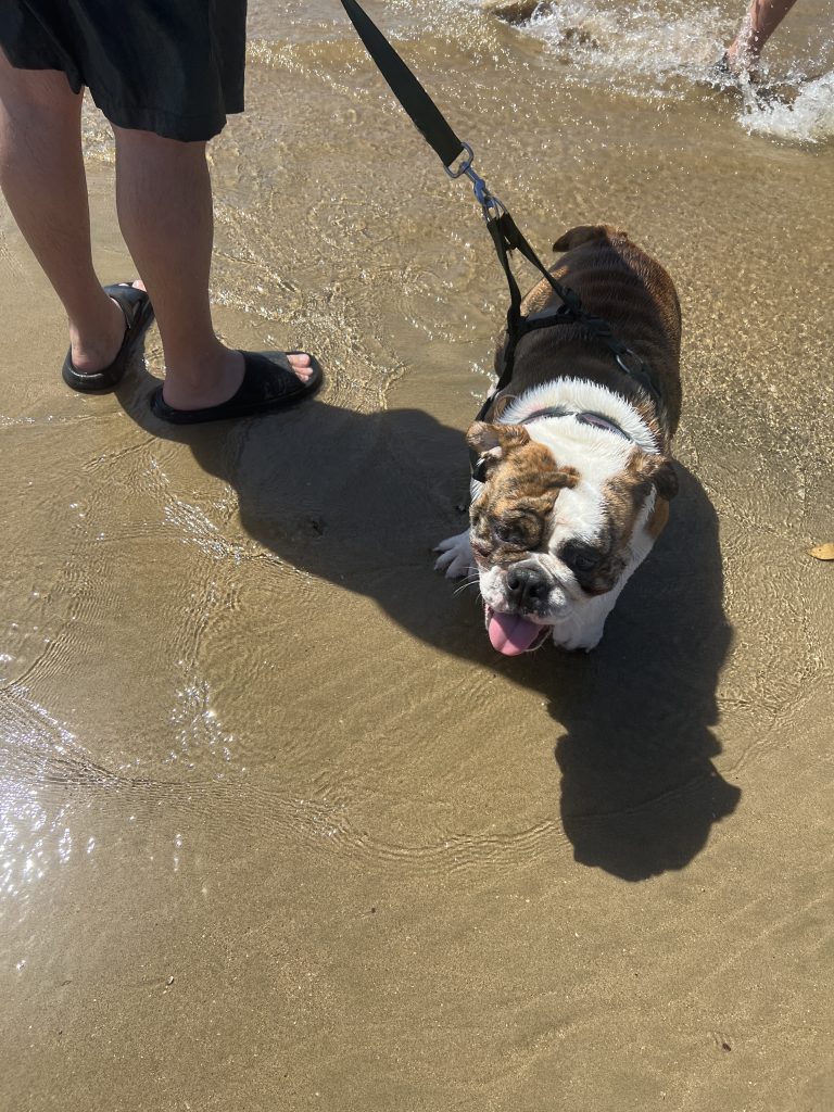 Walking an English Bulldog - get in touch with CJ English Bulldog Breeder