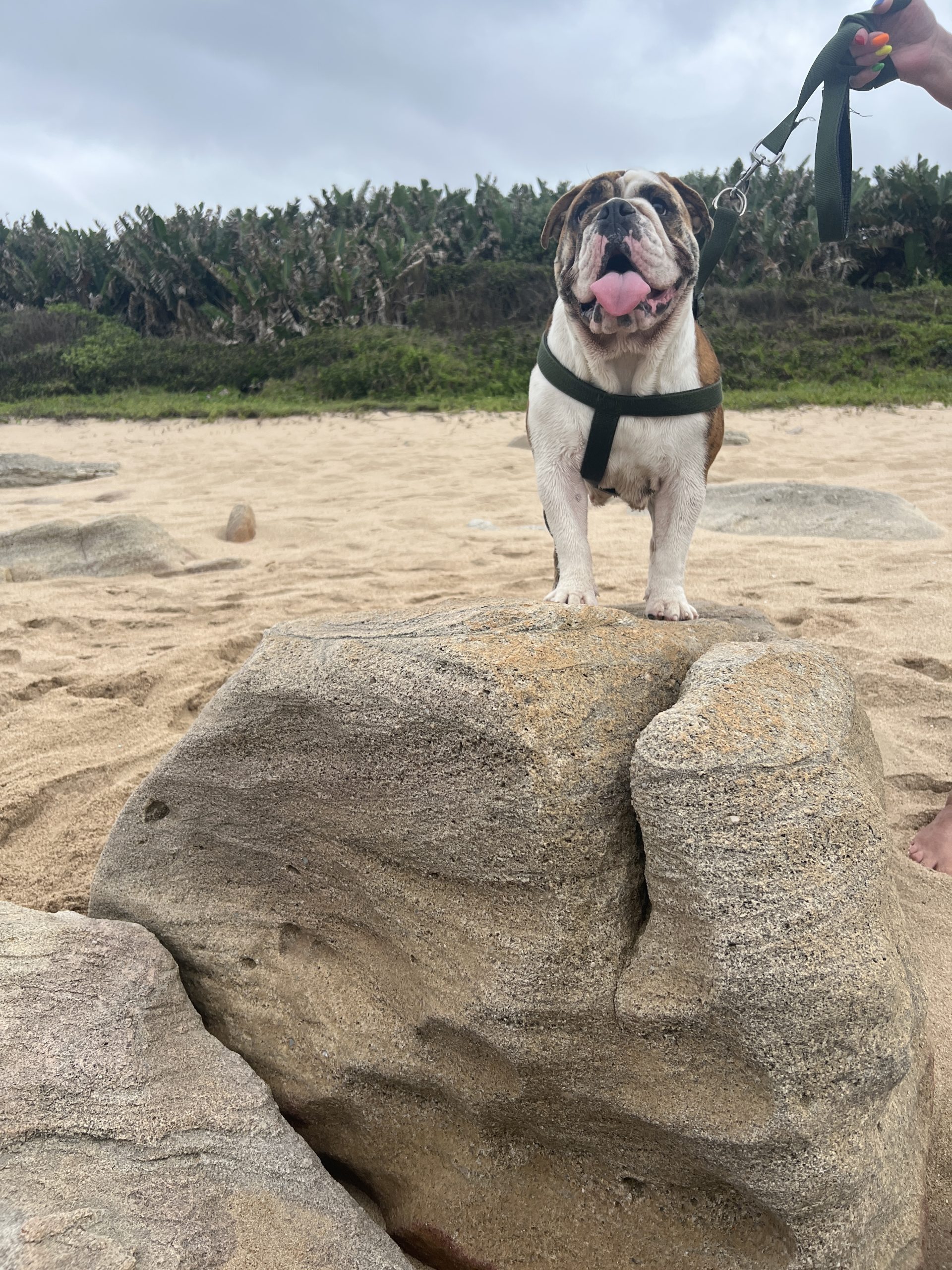 English Bulldog outdoors - core values of JC Royal English Bulldog Breeder