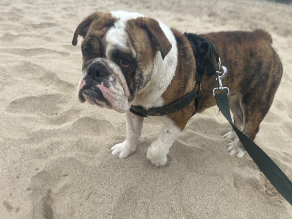 English Bulldog on a beach walk - CJ English Bulldog Breeder