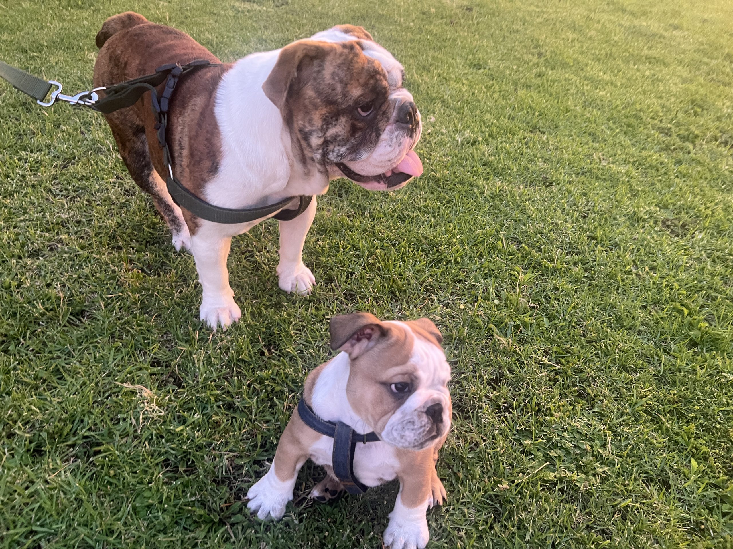 English Bulldog puppy training guidance from JC Royal English Bulldog Breeder