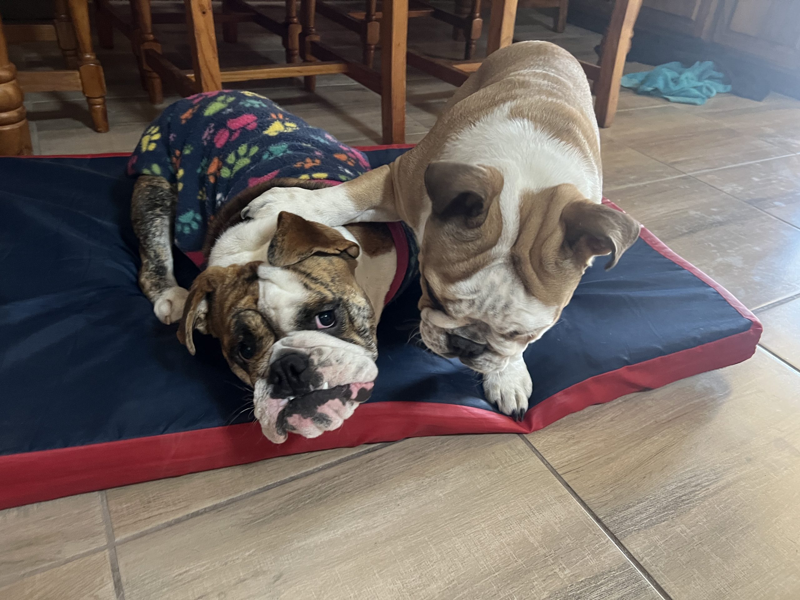 English Bulldogs receiving training guidance from JC Royal English Bulldog Breeder