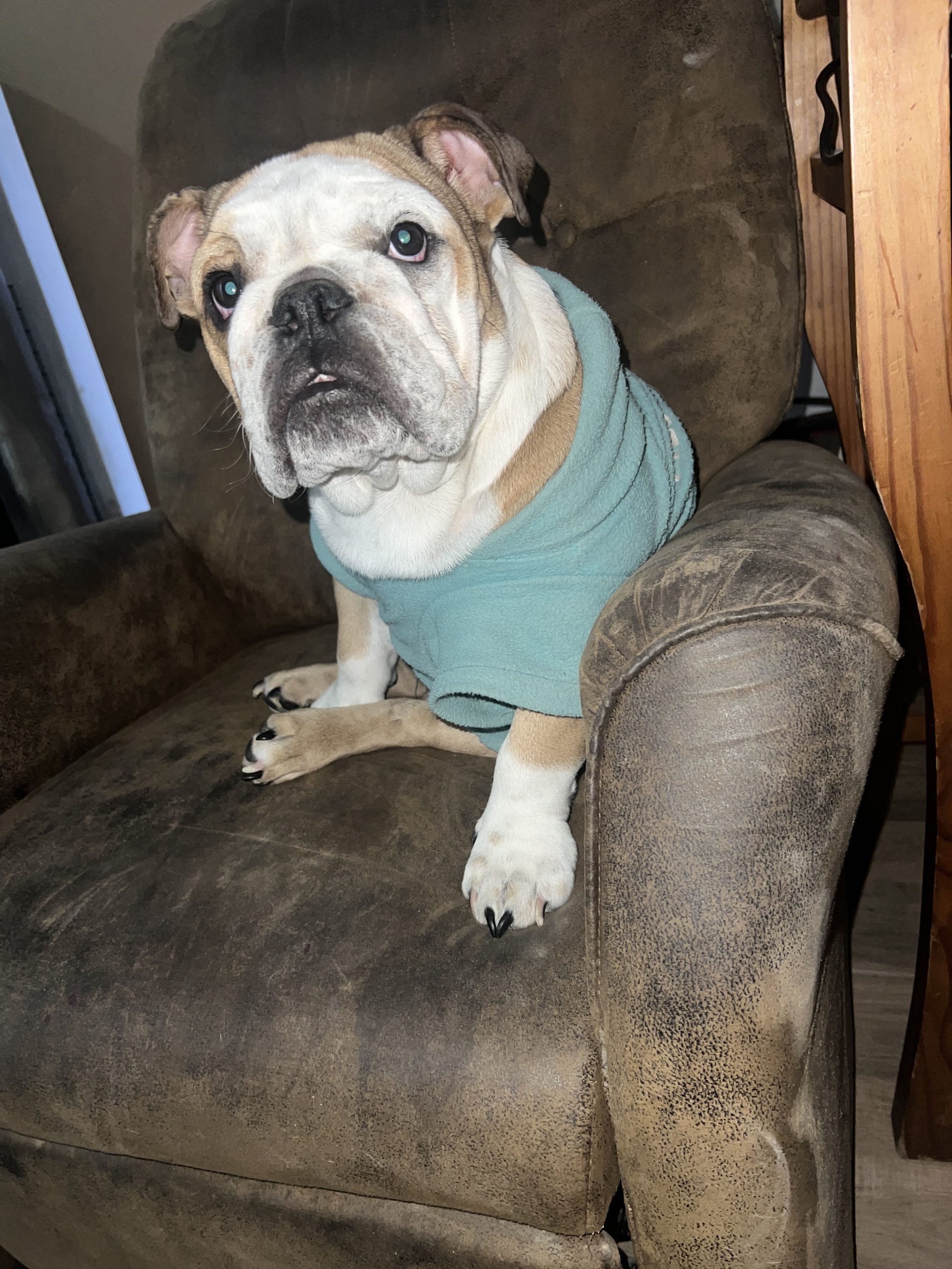 English Bulldog dressed warmly - our values at JC Royal English Bulldog Breeder