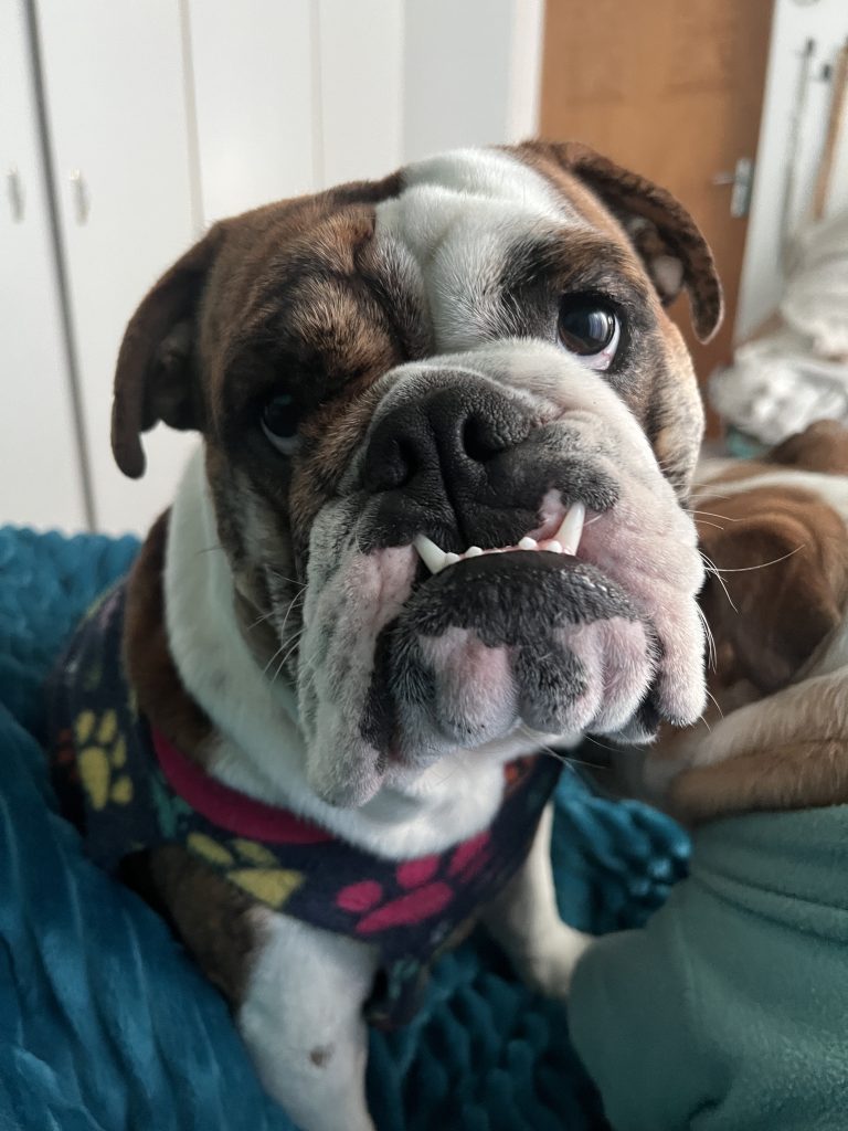 English Bulldog at CJ English Bulldog Breeder in Krugersdorp, Gauteng
