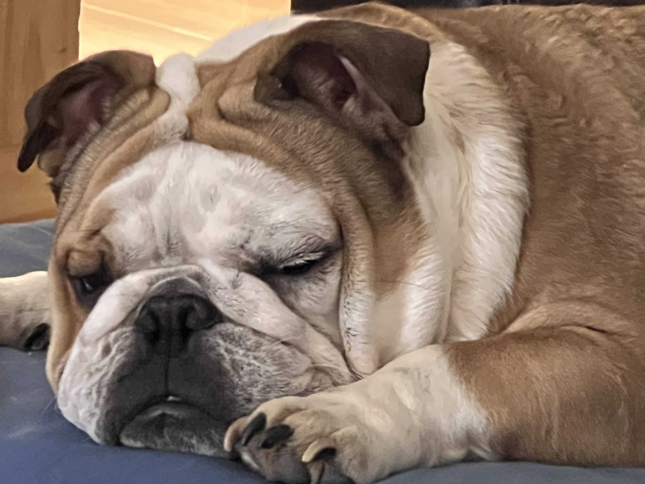KUSA-registered English Bulldog stud male available in Gauteng from JC Royal English Bulldog Breeder