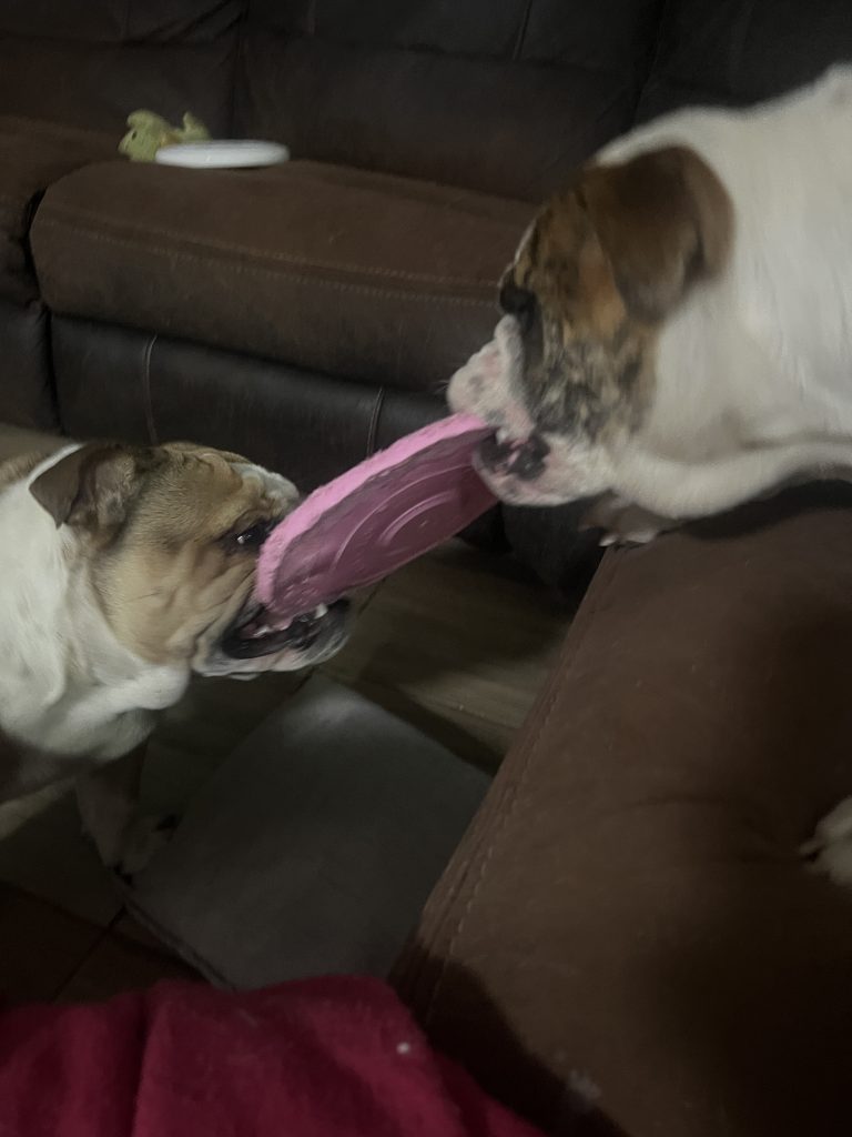 English Bulldogs playing together - CJ English Bulldog Breeder services in Gauteng
