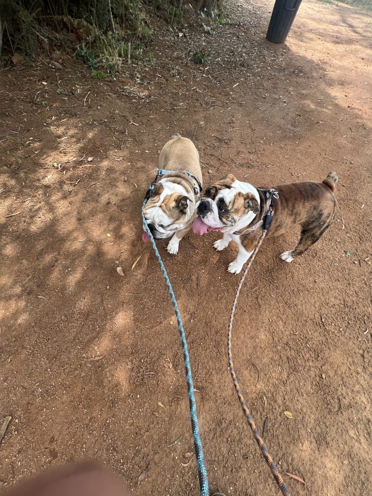English Bulldog puppies on a walk in Krugersdorp, Gauteng