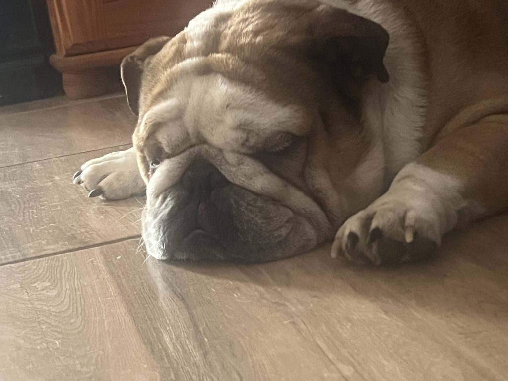 English Bulldog resting - contact CJ English Bulldog Breeder