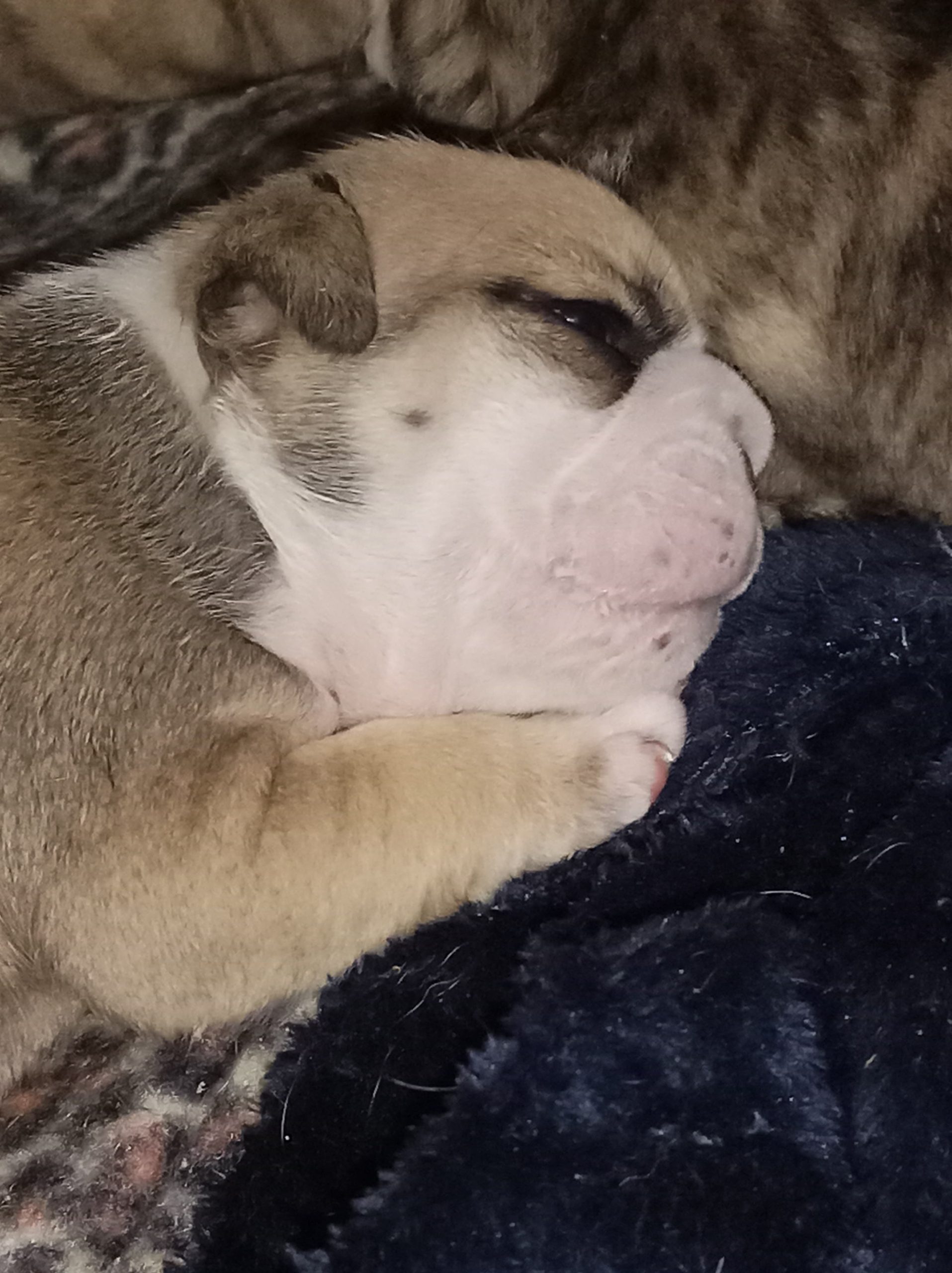English Bulldog puppy for sale - JC Royal English Bulldog Breeder