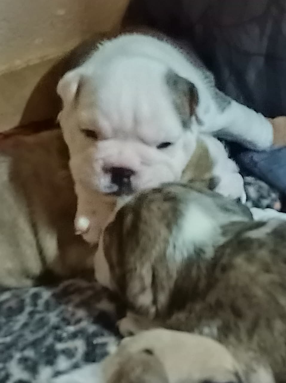 English Bulldog puppy available - JC Royal English Bulldog Breeder services