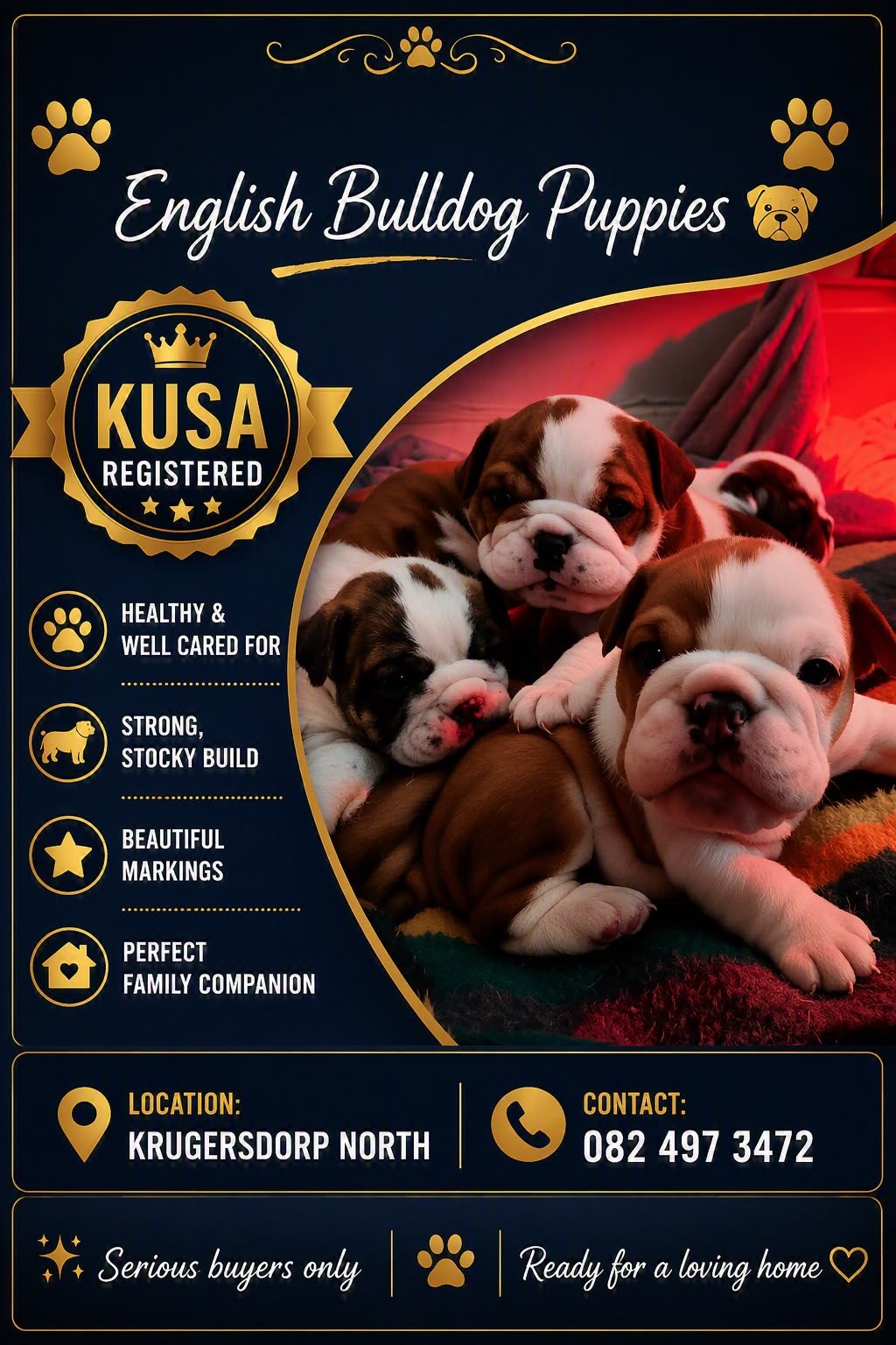 English Bulldog Puppies For sale JC Royal English Bulldog Breeder